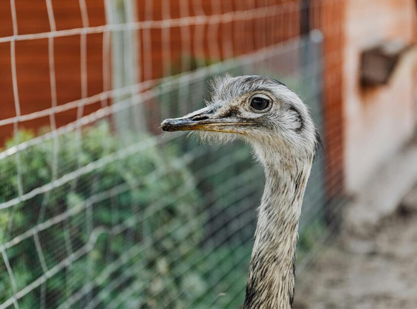 Ostrich